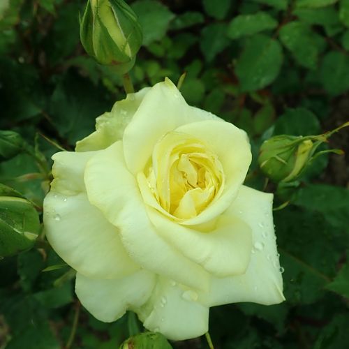 Rosa Sterntaler ® - sárga - Angolrózsa virágú- magastörzsű rózsafa- egyenes szárú koronaforma
